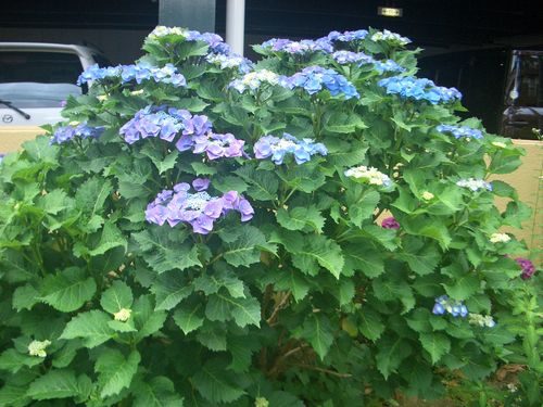 青色の額紫陽花
